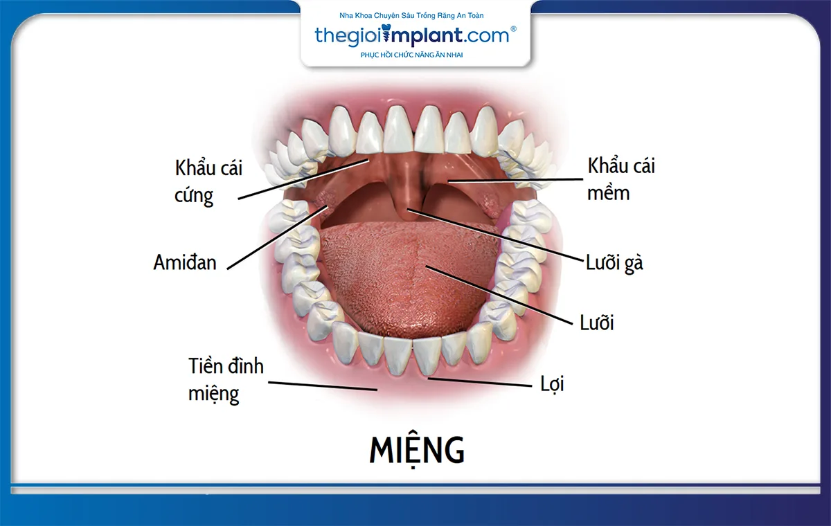 Đường tiền đình là bộ phận bên trong khoang miệng