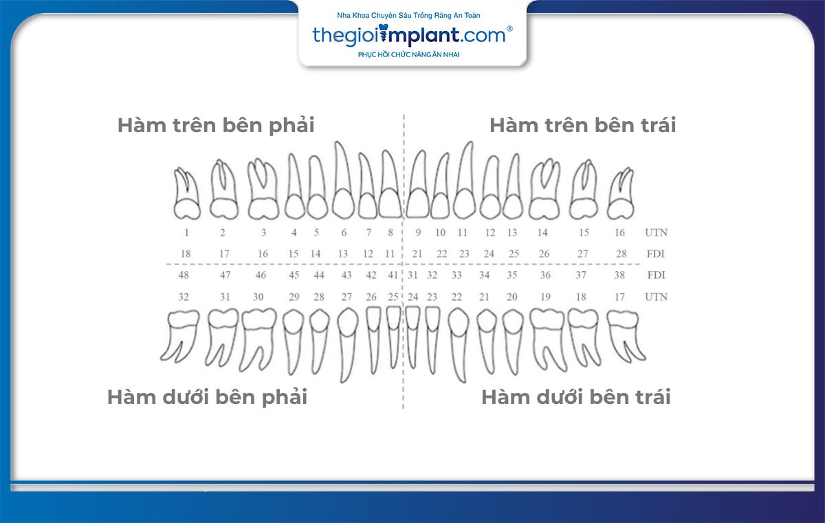 Răng 36 là răng cối lớn thứ nhất nằm ở hàm dưới bên trái